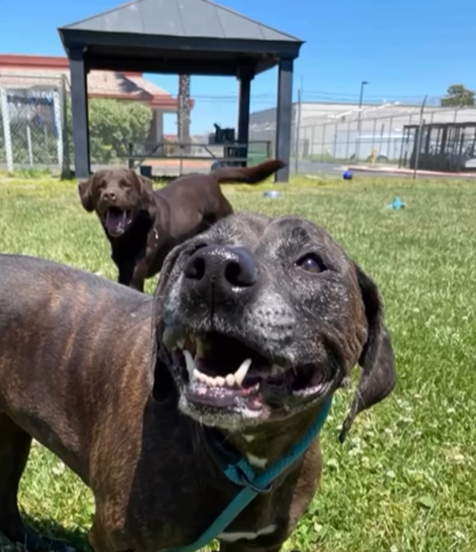 dogs on green grass