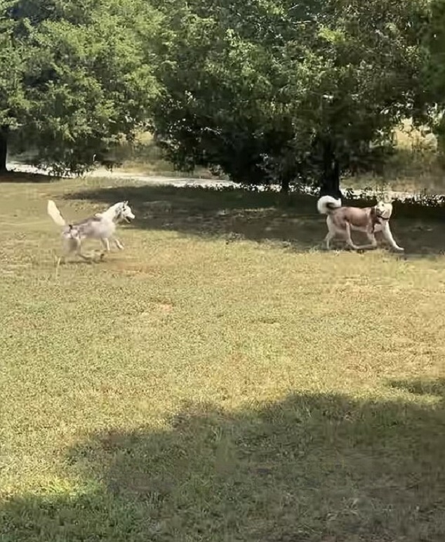 dogs running in the yard