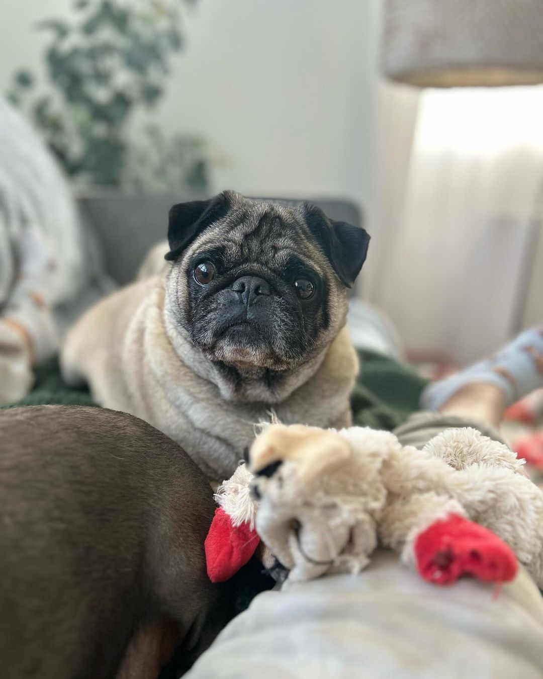 floki the pug