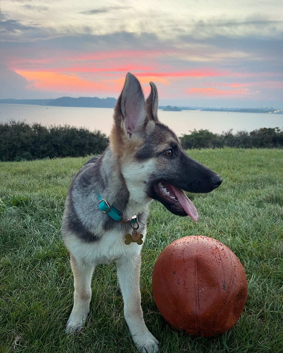 german shepherd and a ball