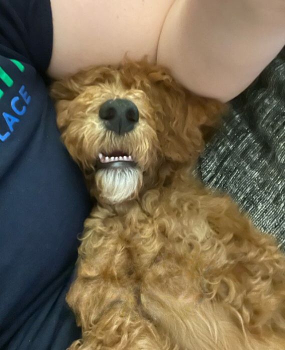 goldendoodle sleeping