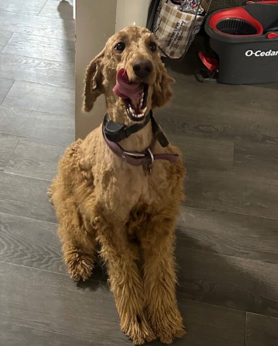 goldendoodle with a bad haircut