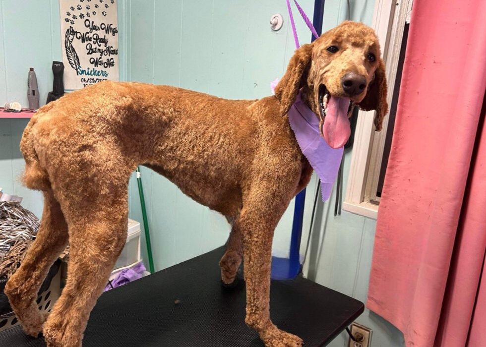 goldendoodle without fur