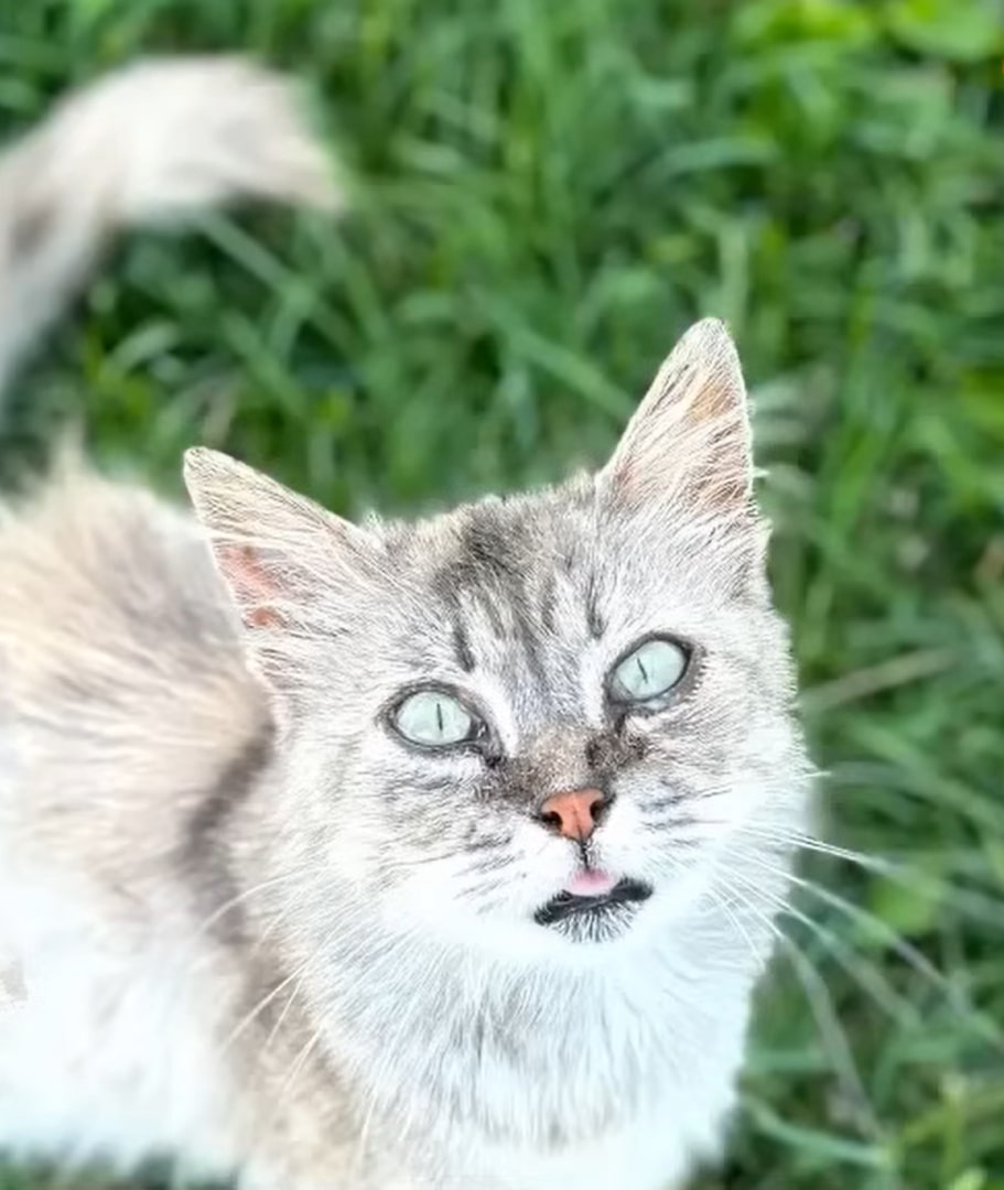 gray cat looking up