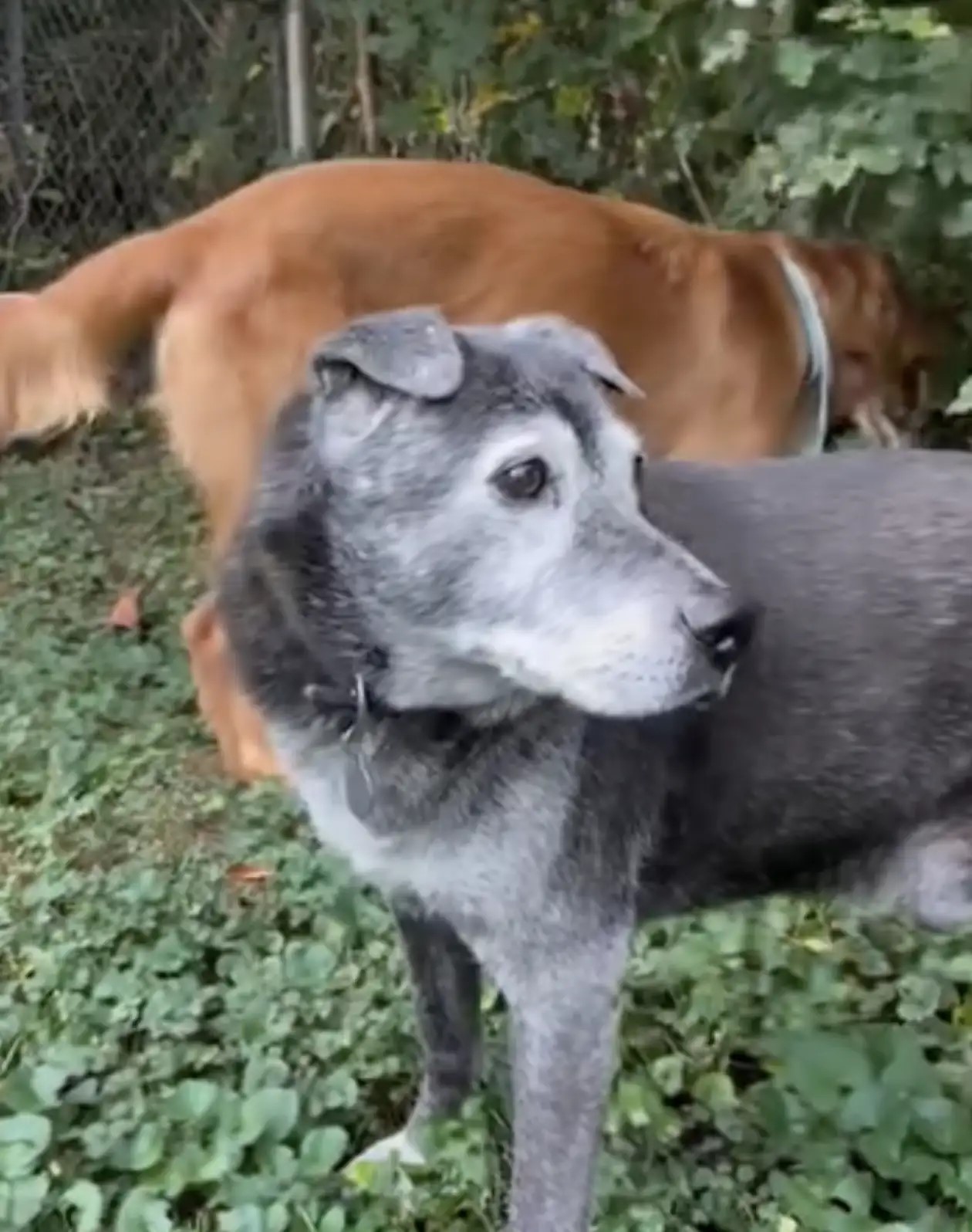 gray dog and brown dog