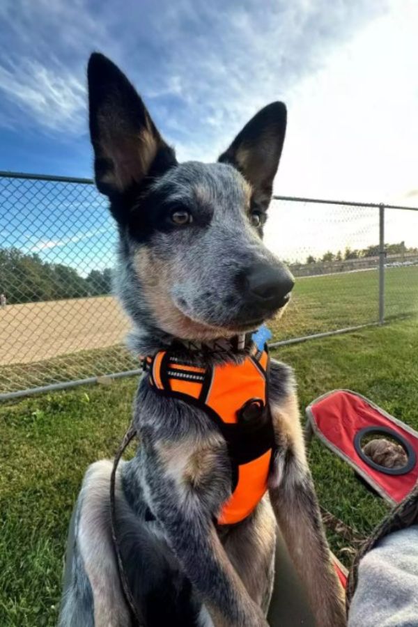 gray dog posing for a picture