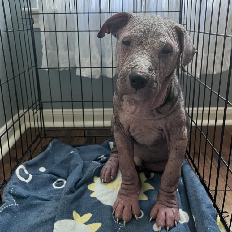 hairless dog in cage