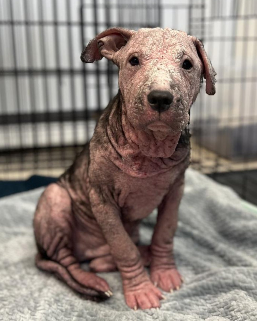 hairless dog sitting on blanket