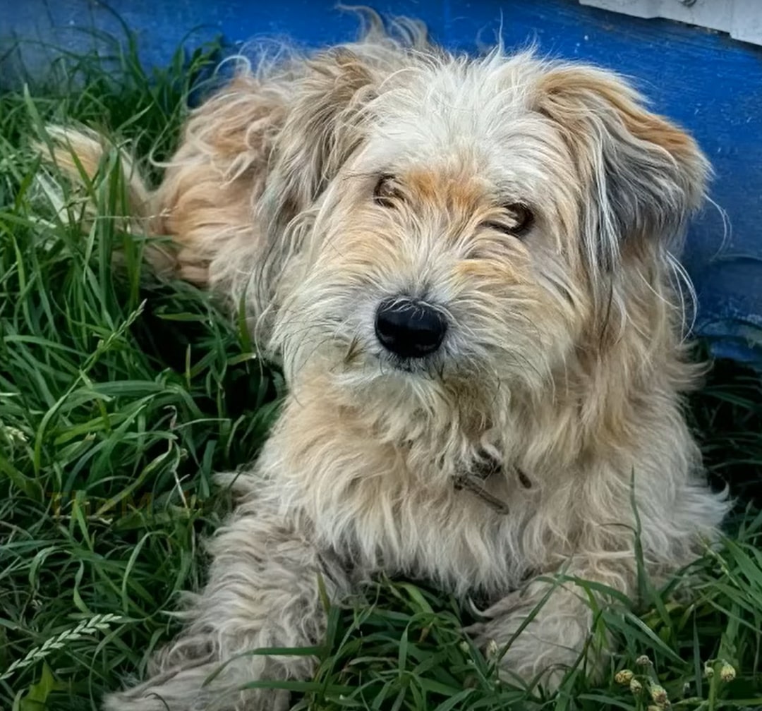 hairy dog in the grass