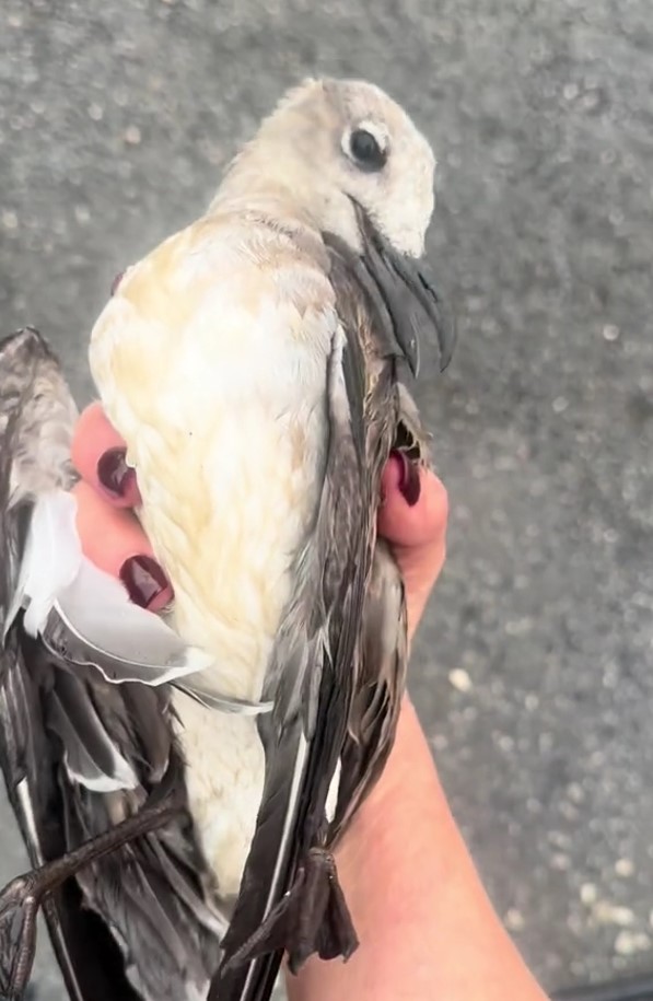 hand holding a seagull