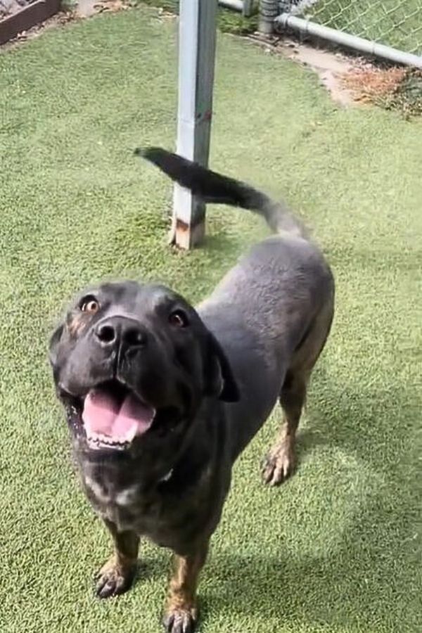 happy dog in park