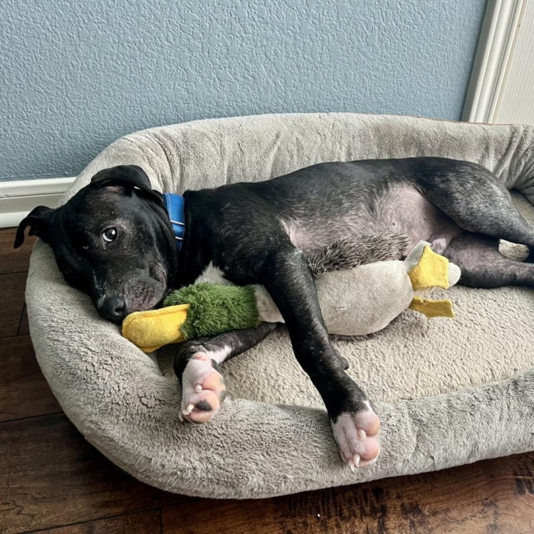 happy dog laying with his toys