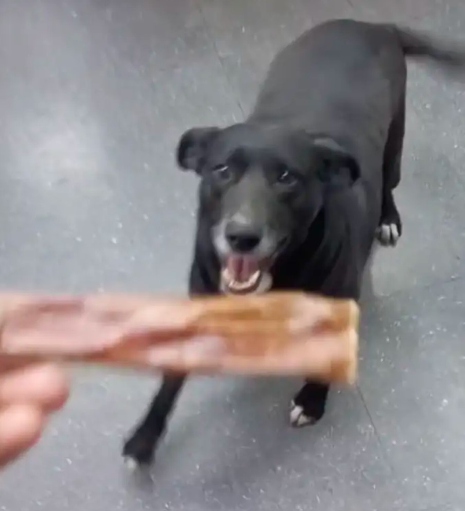 happy dog looking at treat