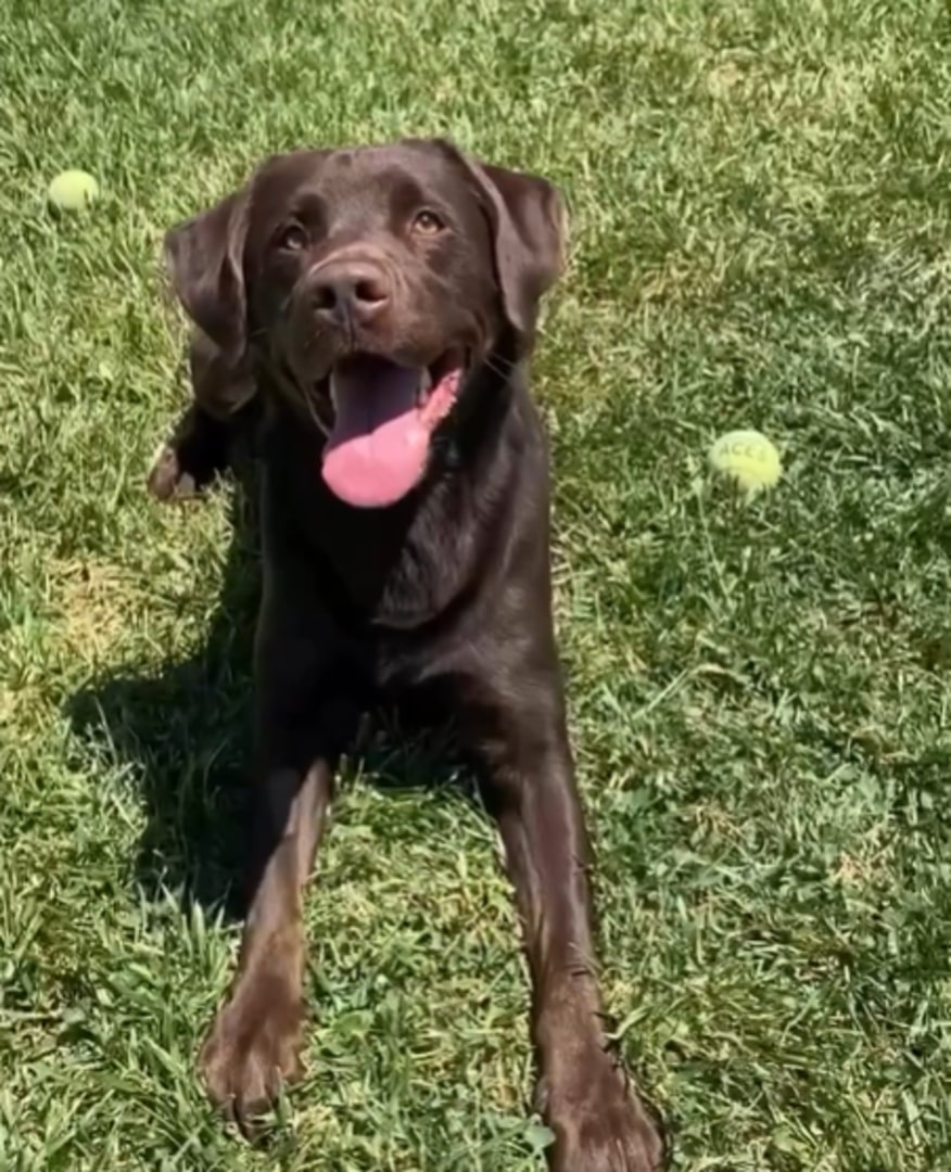 happy dog on grass