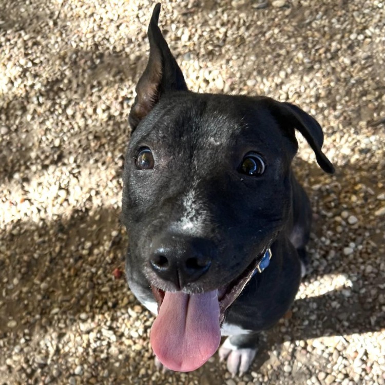 happy dog with tongue out of mouth