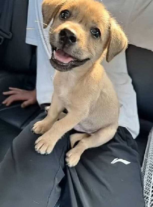 happy puppy sitting on a owner