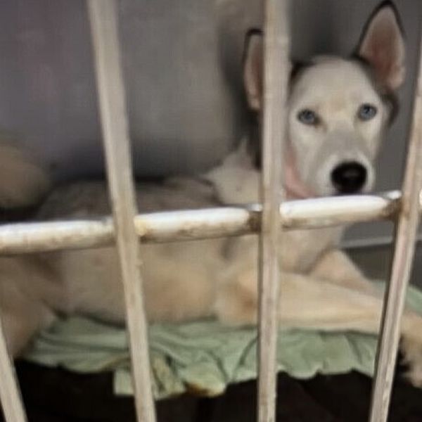 husky in a kennel