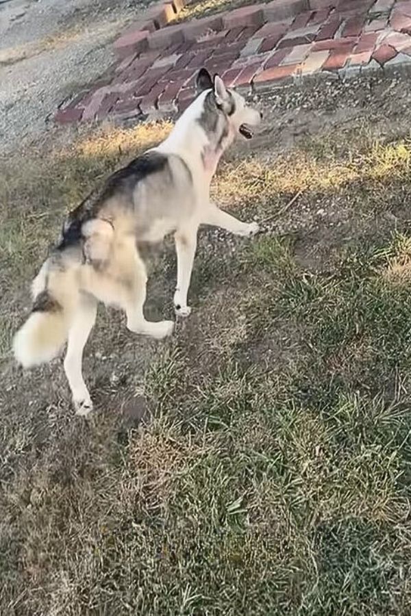 husky walking on grass