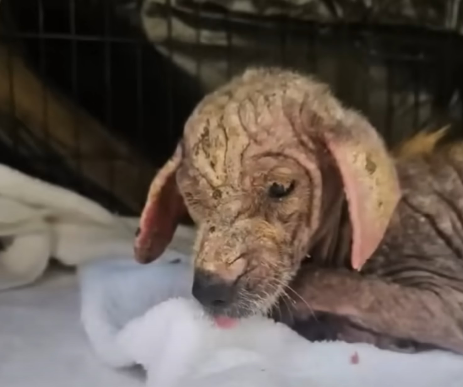 injured dog in a cage