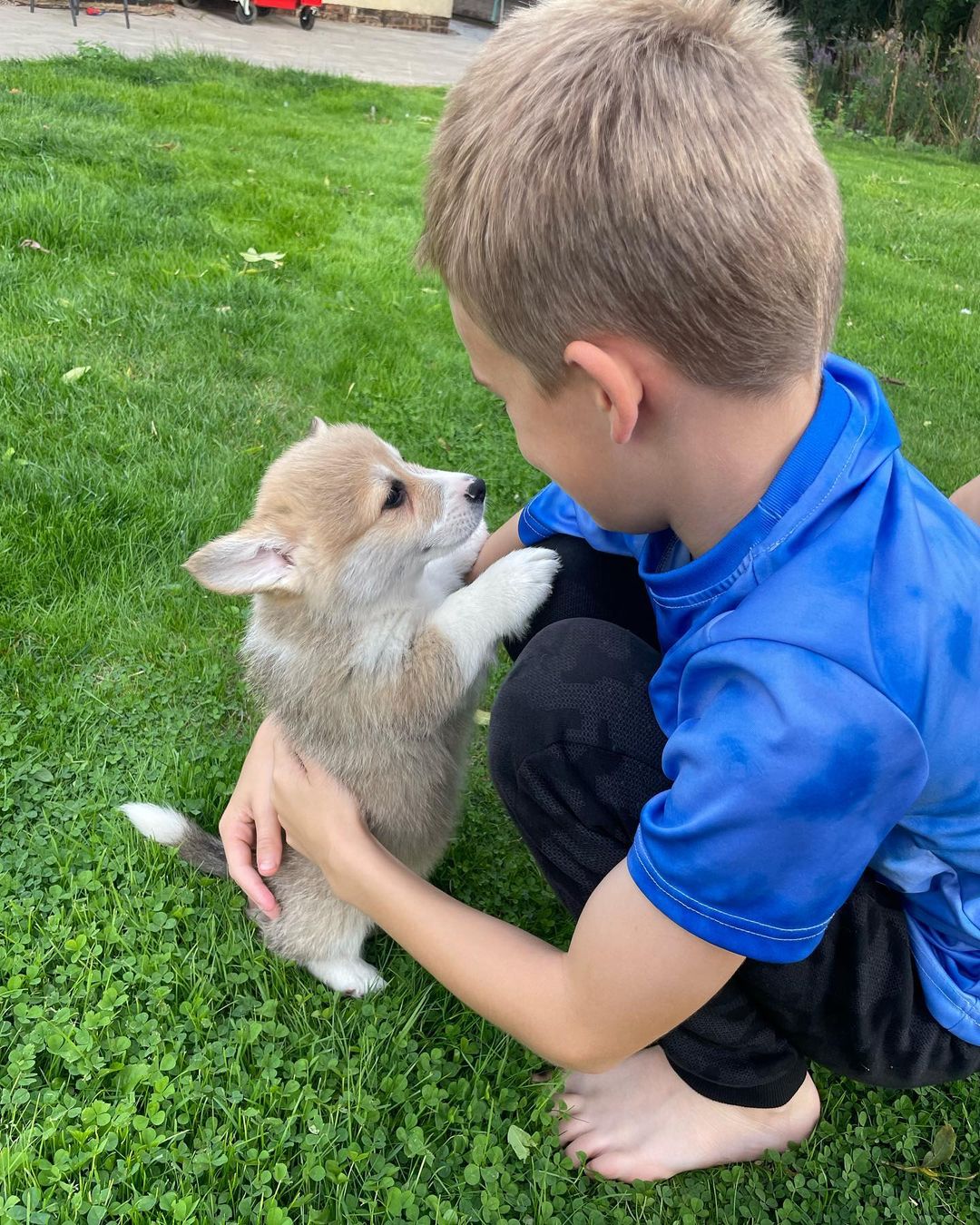 little boy with cute tiny corgi