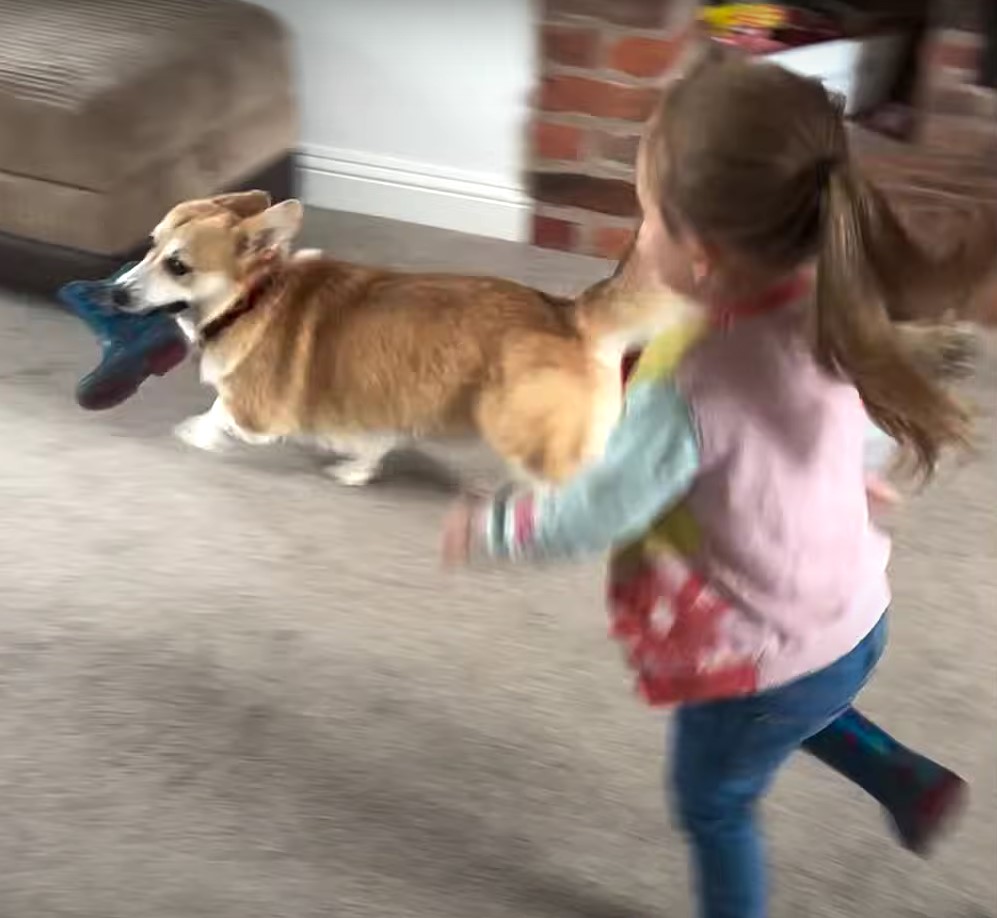 little girl running after corgi