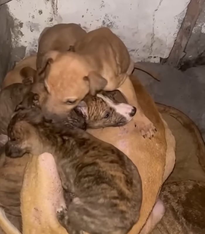 malnourished mama dog with her puppies