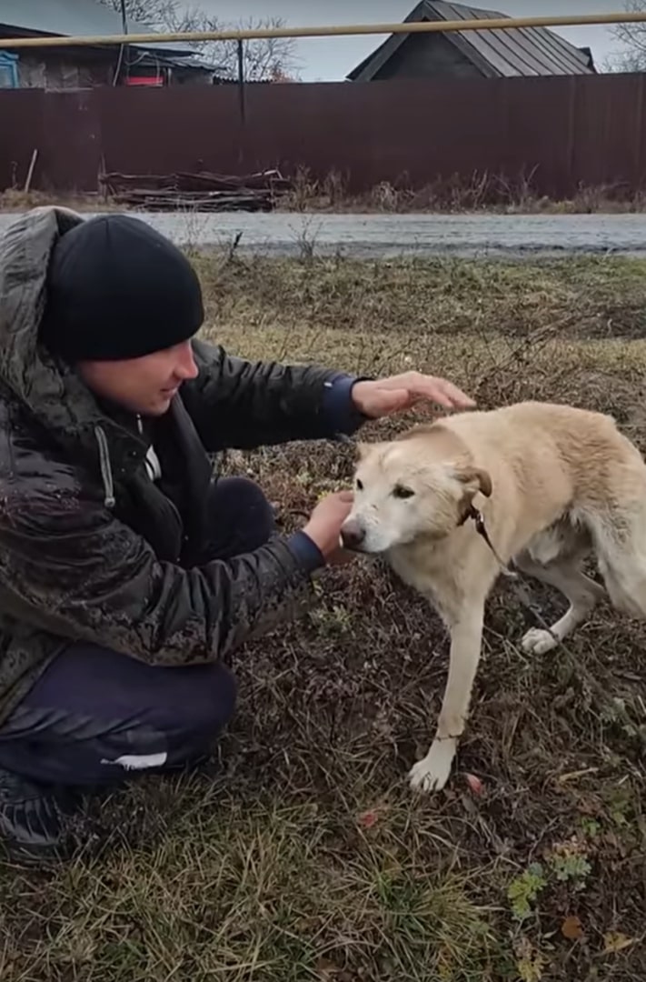 man cleaning a dog