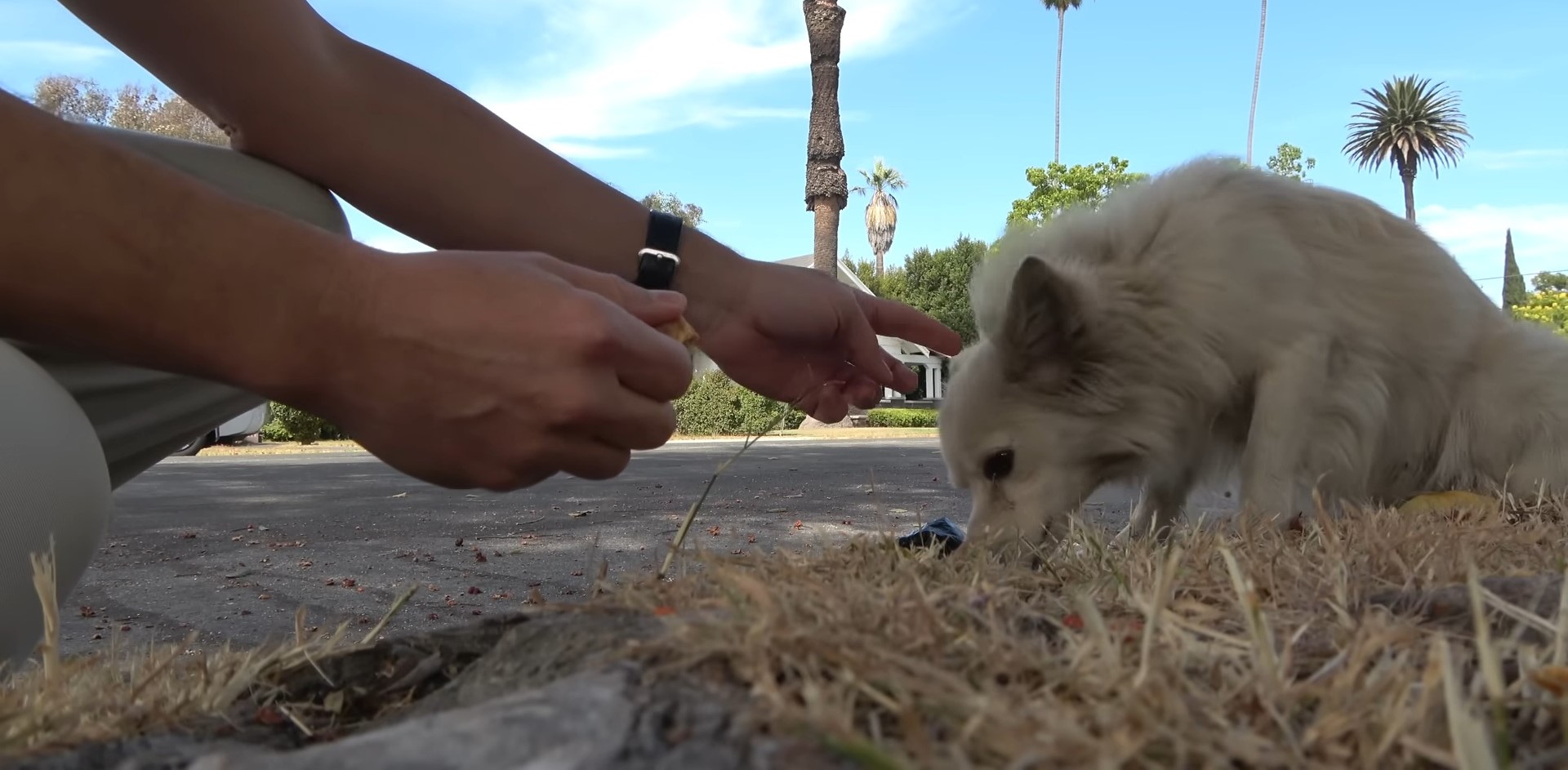 man feeding a white dog