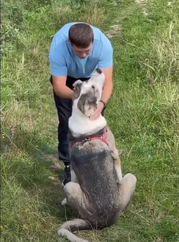 man playing with a dog