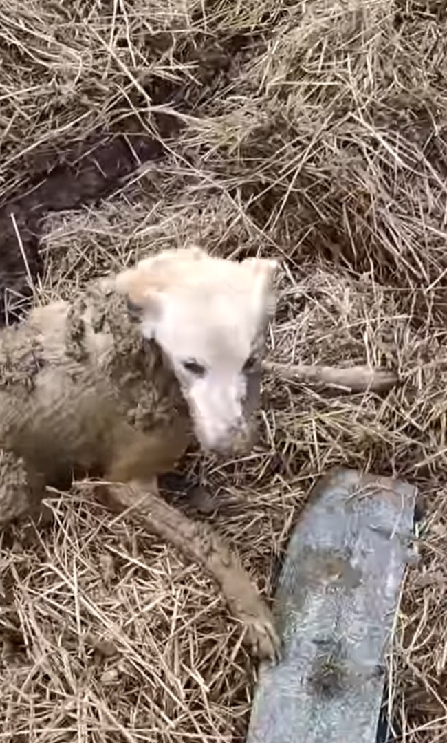 man saving a dog