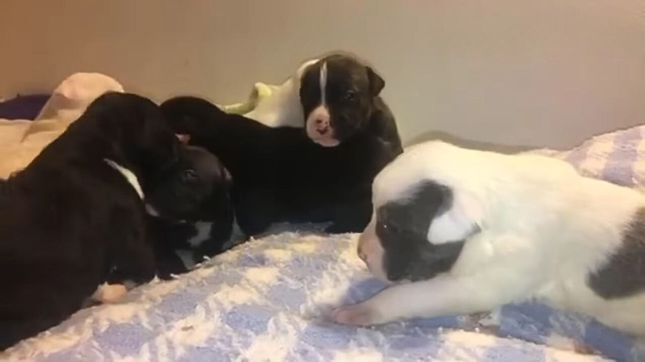 many black and white puppies