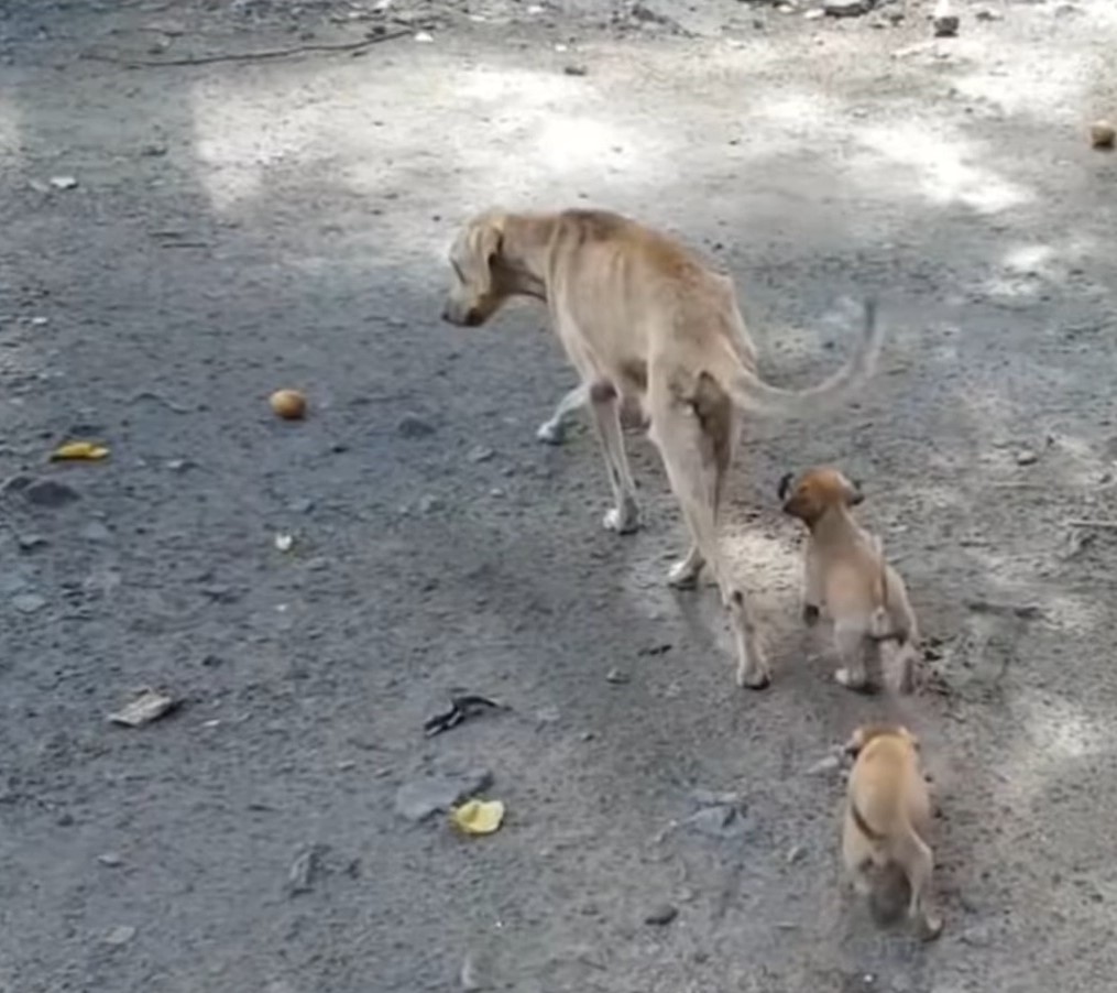 mom dog is walking her puppies are following her