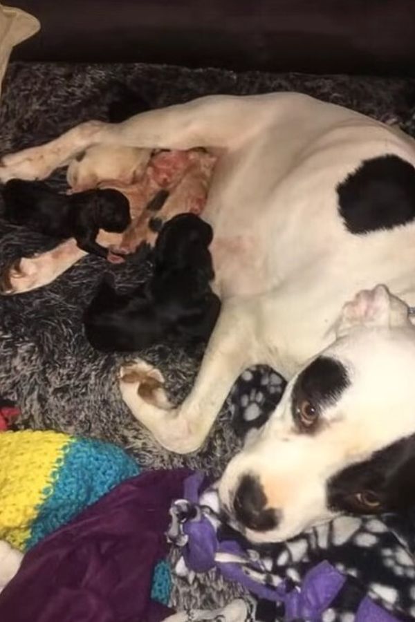 mother dog feeding a puppies