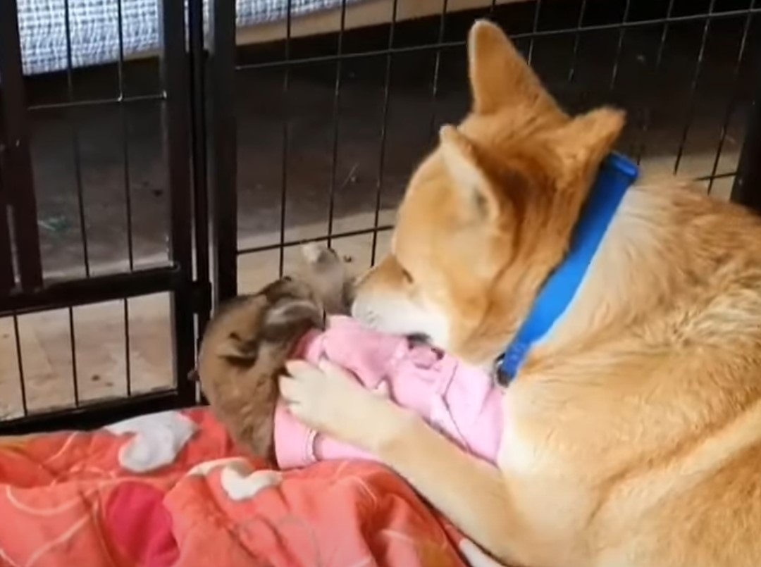 mother dog in crate