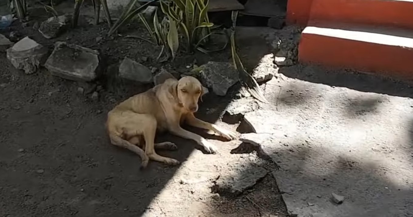 mother dog malnourished lies in the mud