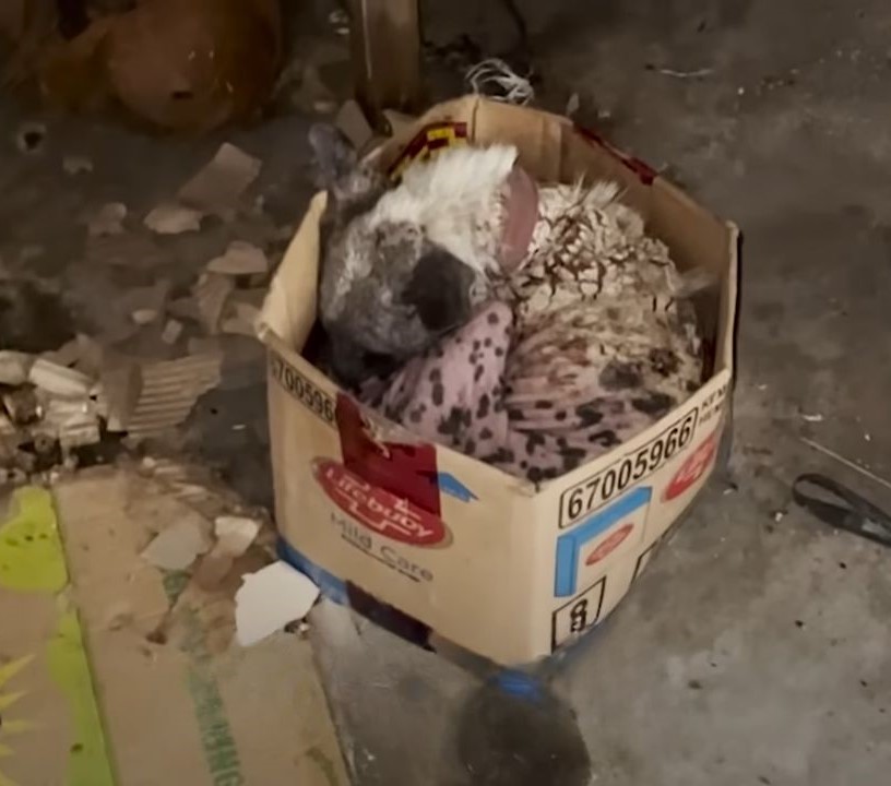 neglected puppy in a box