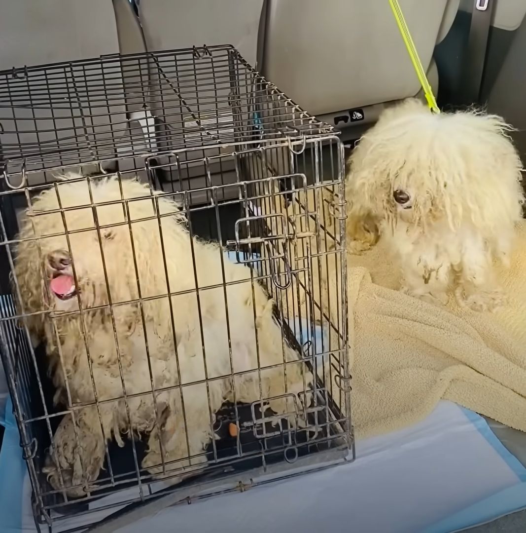 one shaggy dog ​​in a cage next to the other