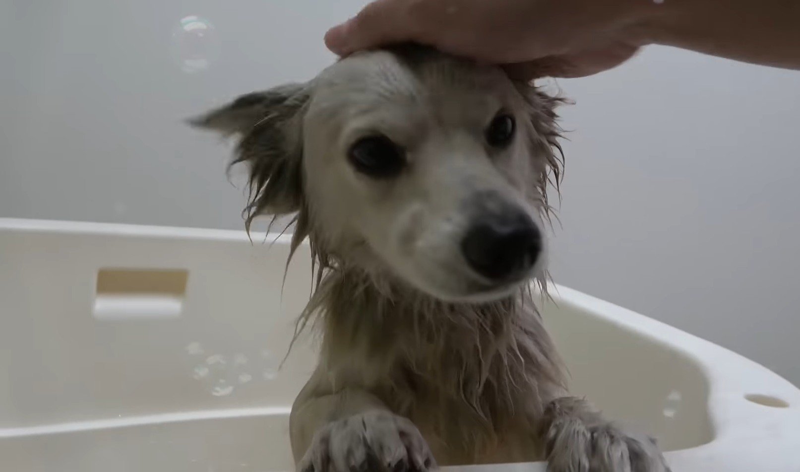 owner bathing a white dog