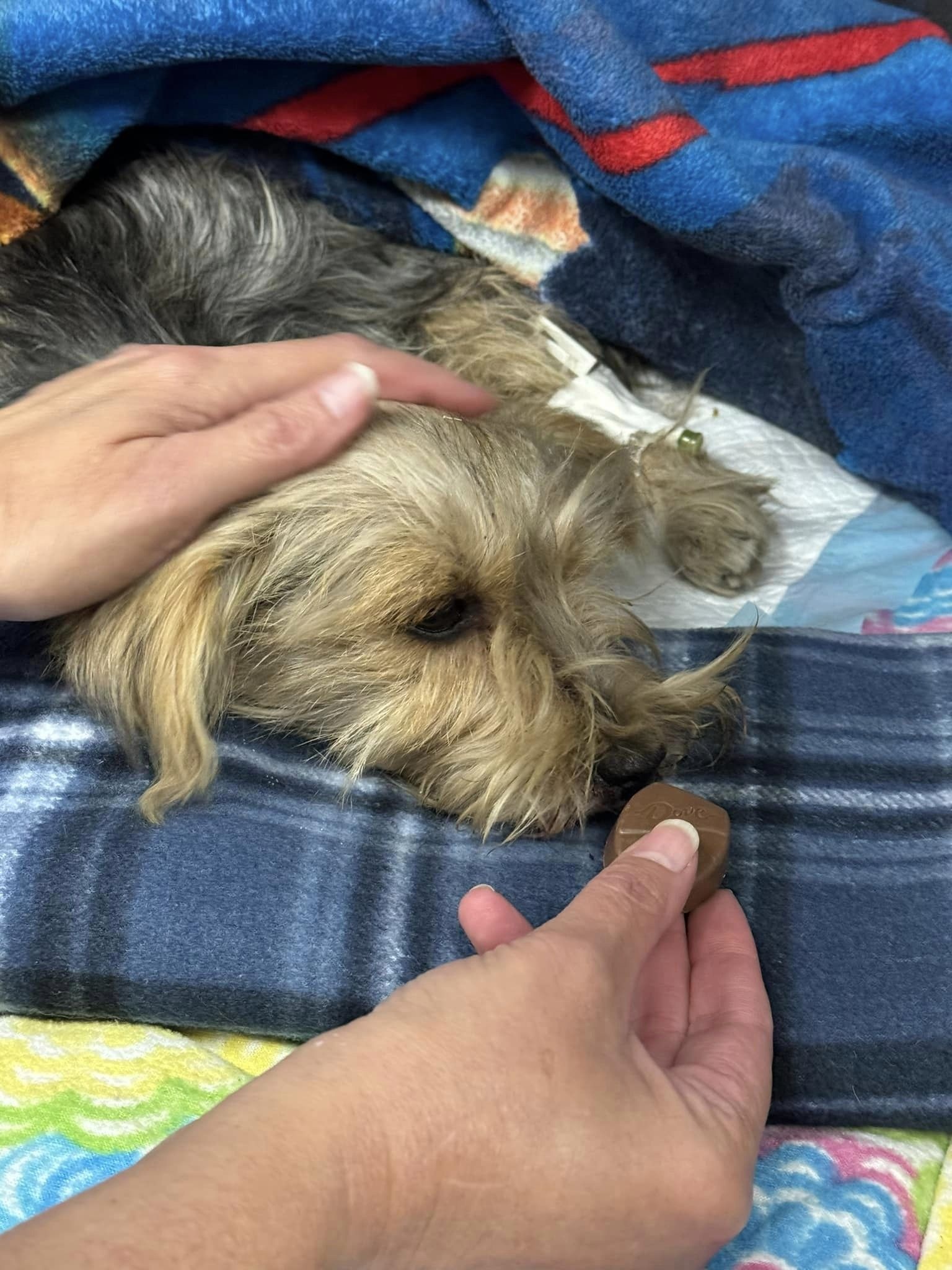 owner feeding a dog with chocolate