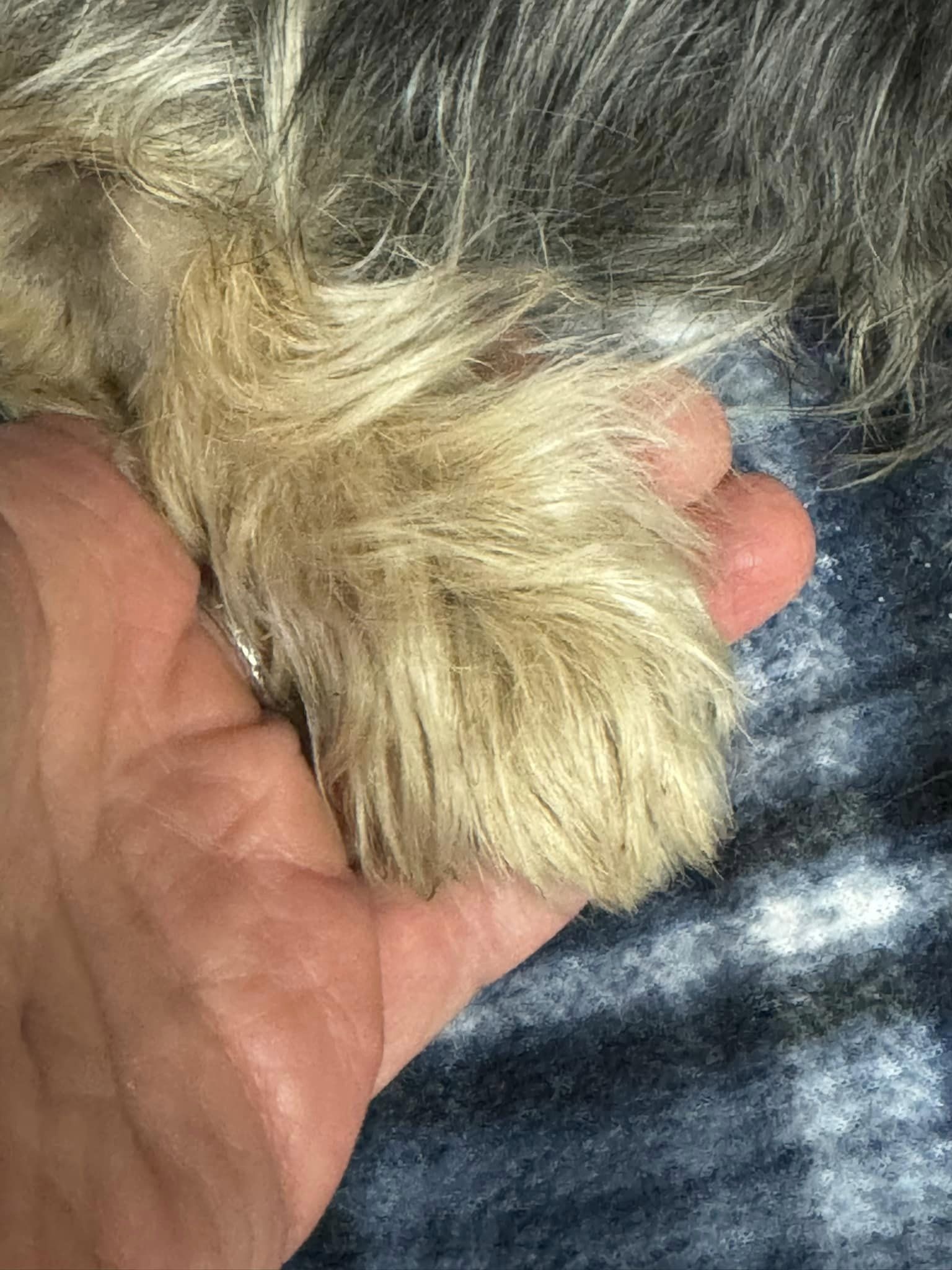 owner holding a dogs paw