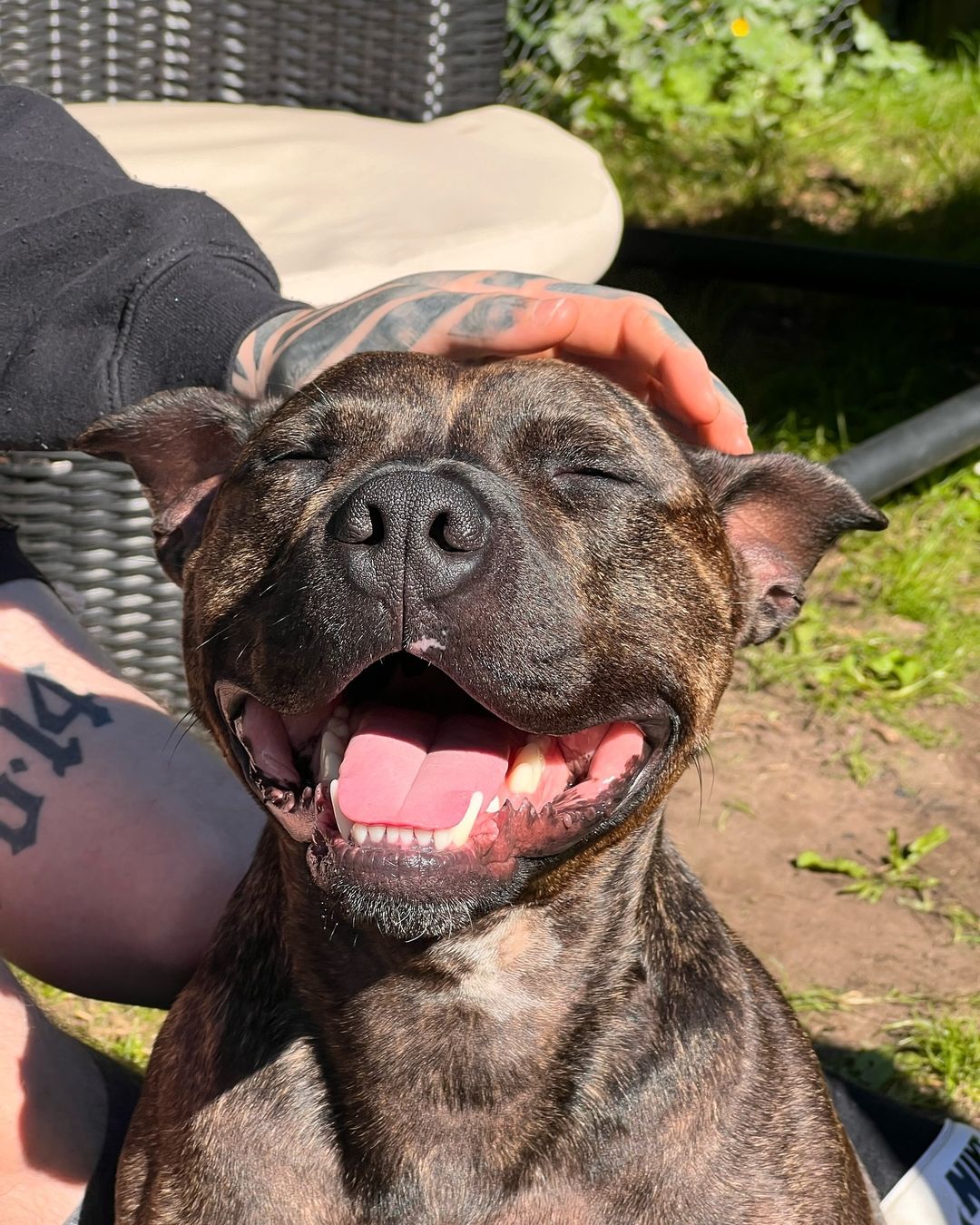 owner petting a happy dog