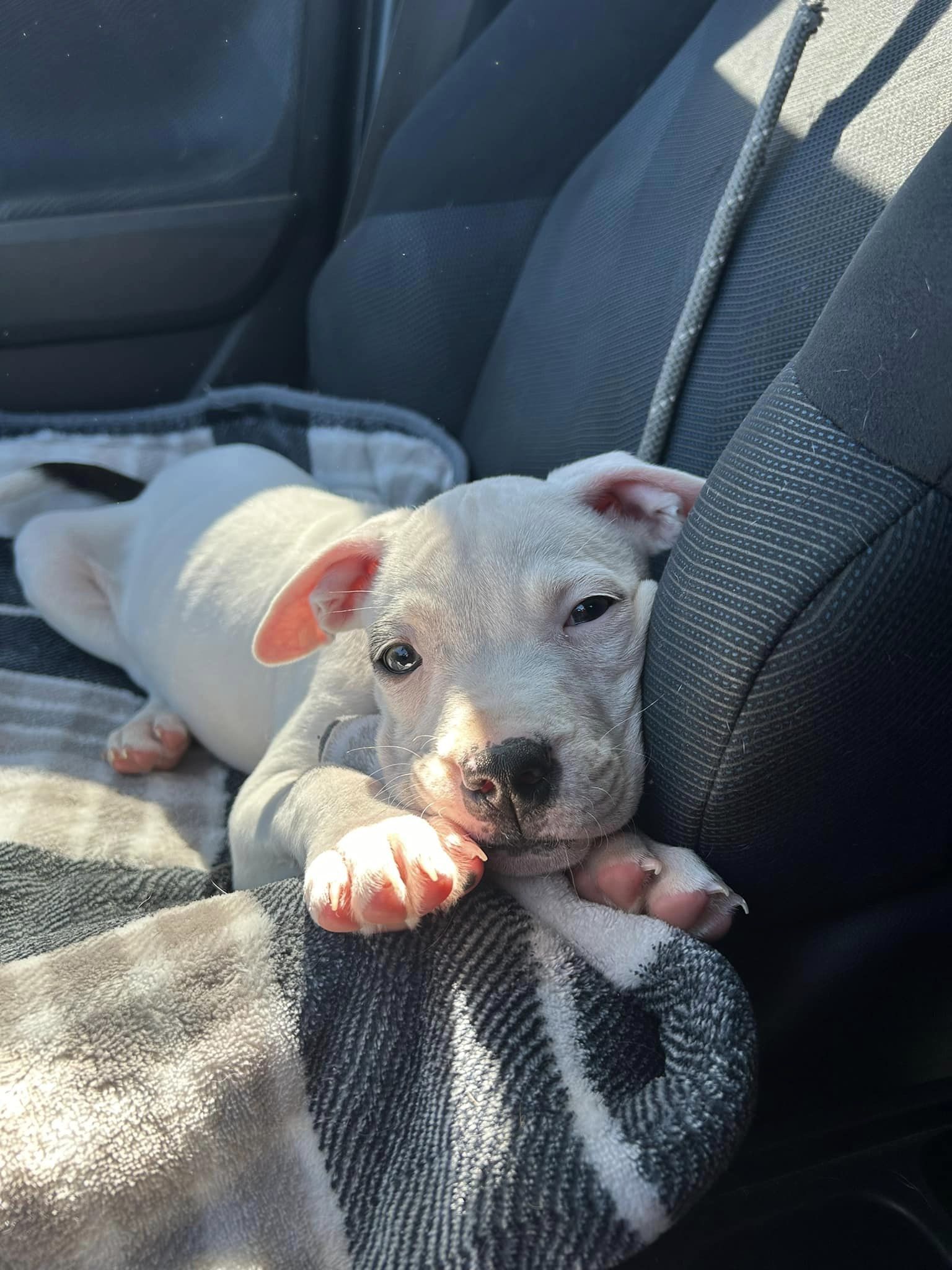 photo of a puppy lying in car