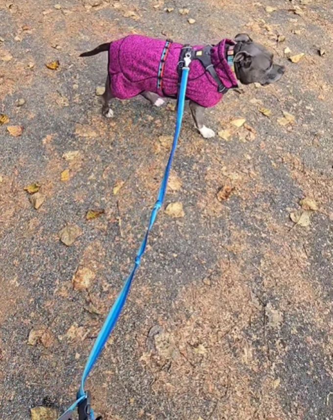 photo of dog on a leash