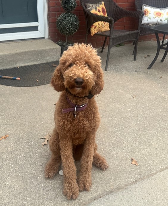 photo of goldendoodle