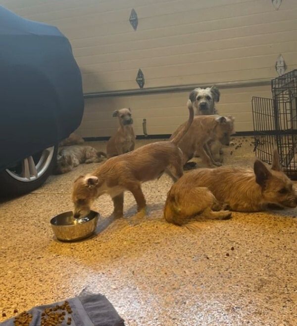 photo of rescued dogs