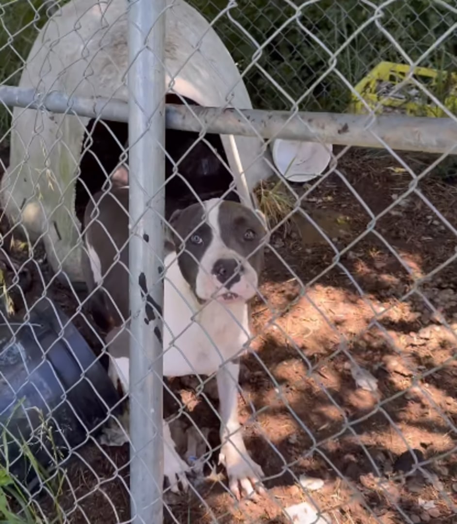 pitbull in a cage