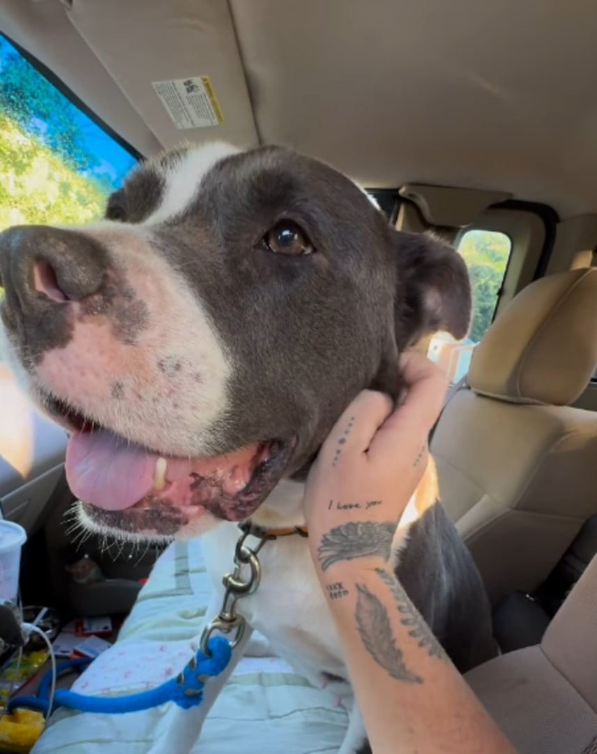 pitbull in a car