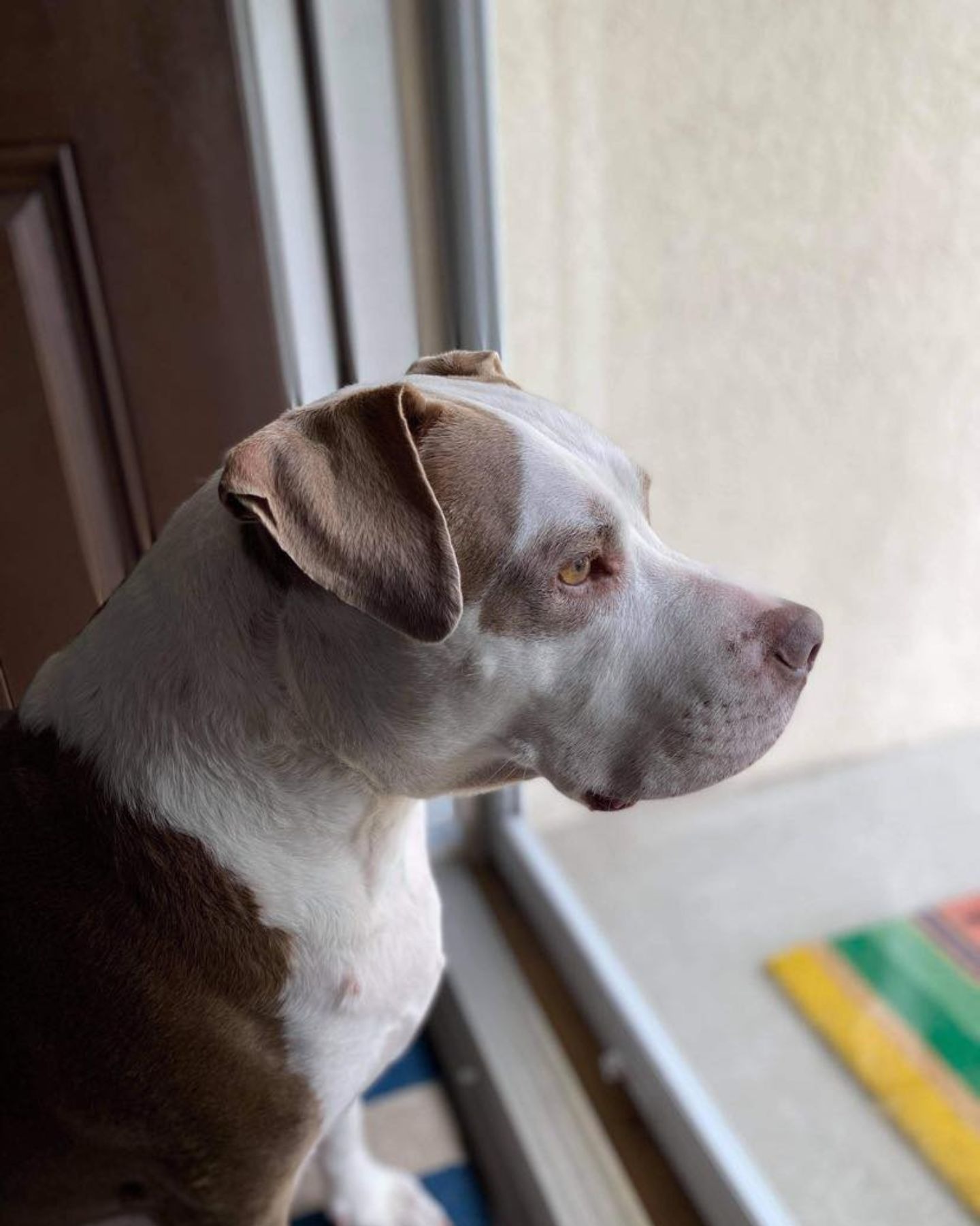 pitbull looking through the glass