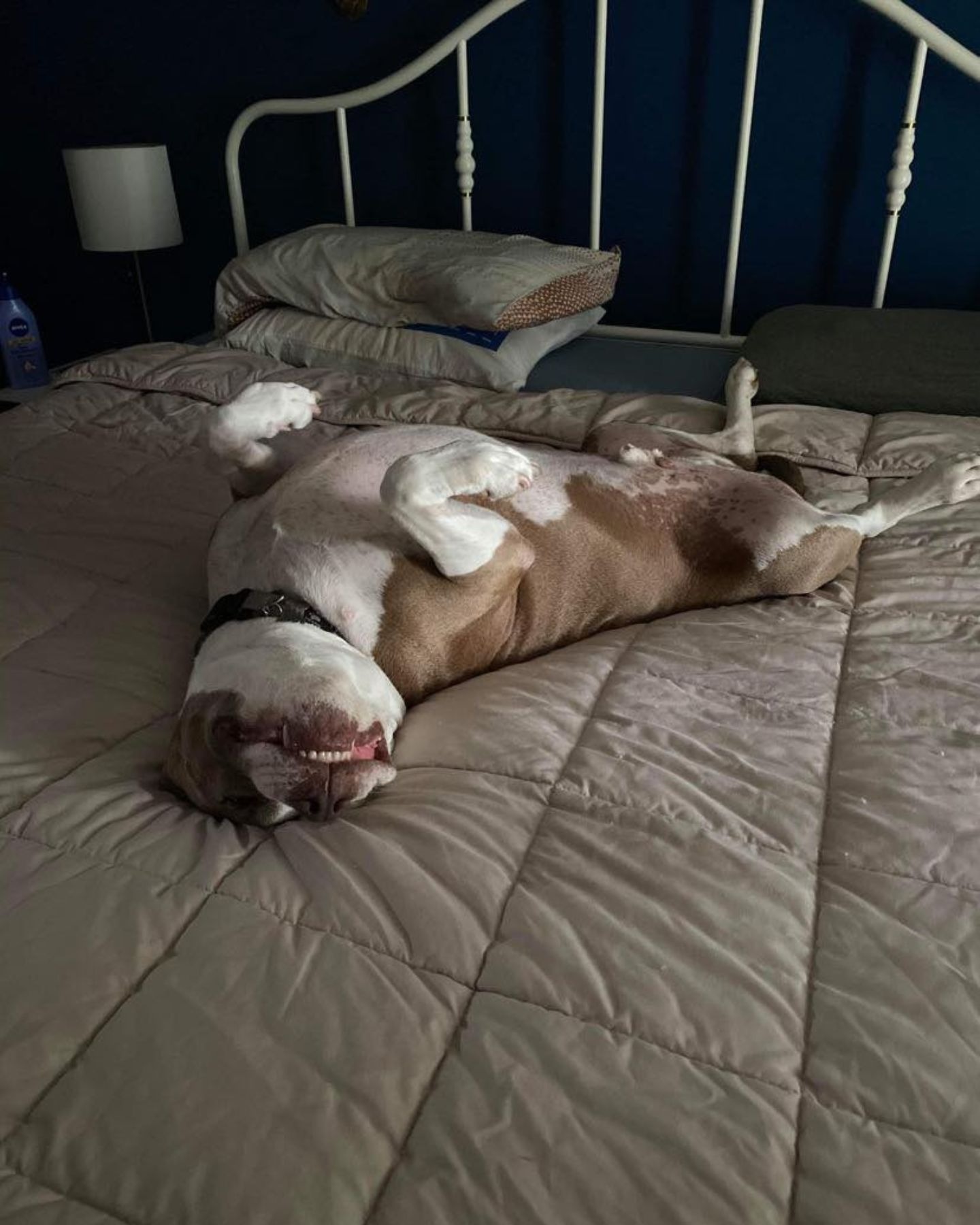 pitbull lying on his back