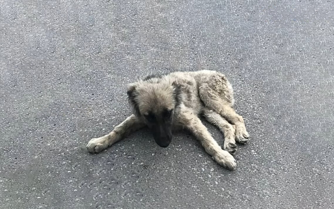 poor abandoned dog laying on the street